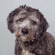 Mutt Dogs for adoption in Mission Hills, CA, USA