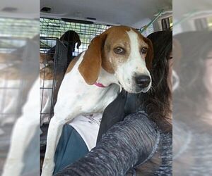 Treeing Walker Coonhound Dogs for adoption in Monterey, VA, USA