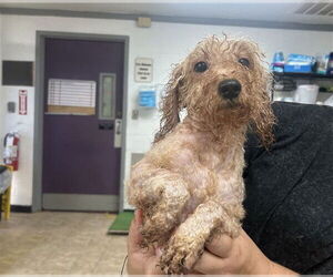 Pomeranian-Unknown Mix Dogs for adoption in Raleigh, NC, USA