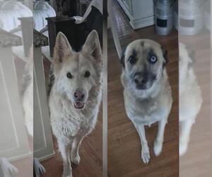 German Shepherd Dog-Unknown Mix Dogs for adoption in Incline Village, NV, USA