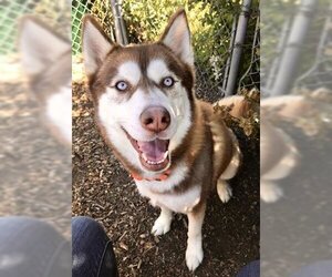Siberian Husky Dogs for adoption in Santa Rosa, CA, USA