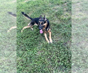 German Shepherd Dog Dogs for adoption in West Palm Beach, FL, USA