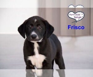 Medium Photo #2 Labrenees Puppy For Sale in Lee's Summit, MO, USA