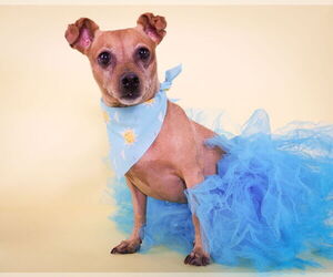 Chiweenie Dogs for adoption in phoenix, AZ, USA