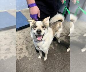 German Shepherd Dog-Unknown Mix Dogs for adoption in Woodland, CA, USA