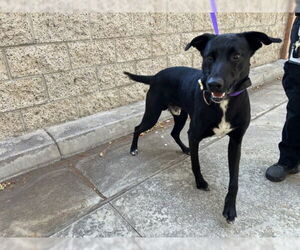 Labrador Retriever-Unknown Mix Dogs for adoption in Rancho Cucamonga, CA, USA