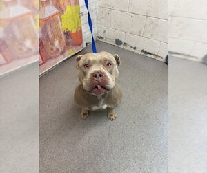 American Pit Bull Terrier-Unknown Mix Dogs for adoption in San Bernardino, CA, USA