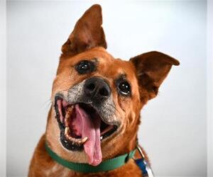 Mutt Dogs for adoption in Fort Collins, CO, USA