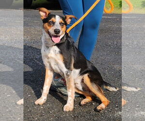 Akita-Labrador Retriever Mix Dogs for adoption in Rockaway, NJ, USA
