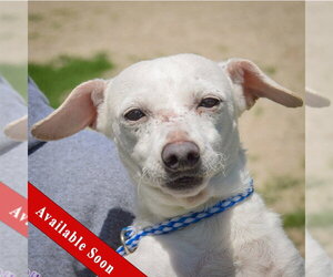 Chiweenie Dogs for adoption in Huntley, IL, USA