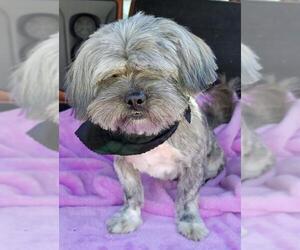 Shih Tzu Dogs for adoption in Griffin, GA, USA