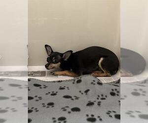 Chihuahua-Unknown Mix Dogs for adoption in Las Vegas, NV, USA