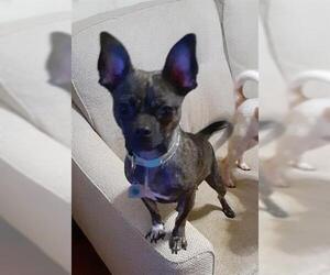 Wapoo Dogs for adoption in San Antonio, TX, USA