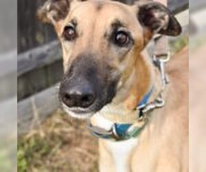 Greyhound Dogs for adoption in Grandville, MI, USA