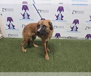 German Shepherd Dog-Unknown Mix Dogs for adoption in Orlando, FL, USA