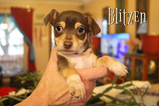 Medium Photo #1 Chiweenie Puppy For Sale in Benton, LA, USA