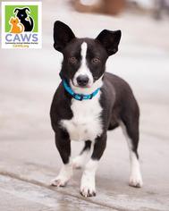 Chi-Corgi Dogs for adoption in Salt Lake City, UT, USA