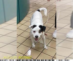 Borador Dogs for adoption in West Palm Beach, FL, USA
