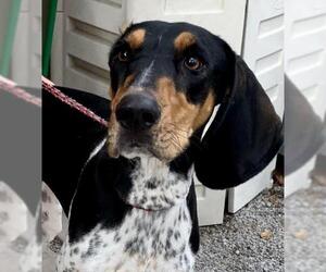 Bluetick Coonhound Dogs for adoption in Wilmington, NC, USA