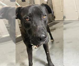 Labrador Retriever-Unknown Mix Dogs for adoption in Stockton, CA, USA