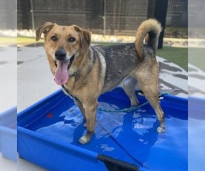 German Shepherd Dog-Unknown Mix Dogs for adoption in Phoenix, AZ, USA