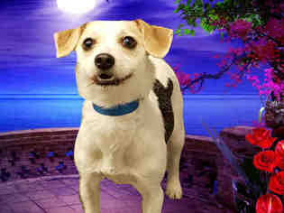 Parson Russell Terrier Dogs for adoption in Fairfield, CA, USA