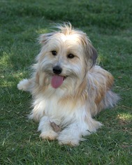 Bearded Collie-Unknown Mix Dogs for adoption in Abilene, TX, USA