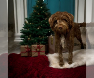 Mutt Dogs for adoption in Vail, AZ, USA