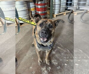 Mutt Dogs for adoption in Fort Collins, CO, USA