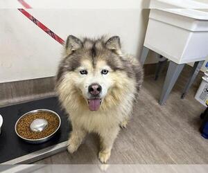 Siberian Husky Dogs for adoption in Pasadena, CA, USA
