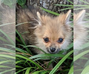 Pomeranian Dogs for adoption in Cumming, GA, USA