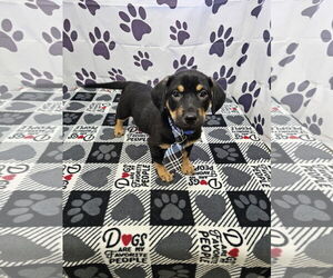 Chipin Dogs for adoption in Metairie, LA, USA