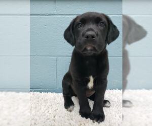 Borador Dogs for adoption in Orangeburg, SC, USA
