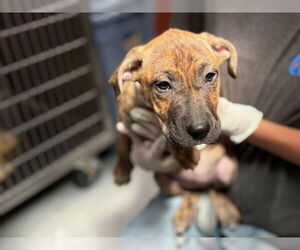 American Staffordshire Terrier Dogs for adoption in Rancho Cucamonga, CA, USA