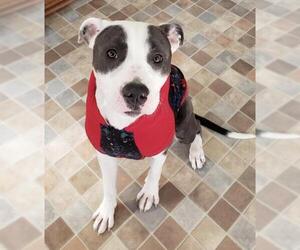 American Pit Bull Terrier Dogs for adoption in Lexington, SC, USA