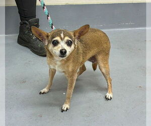 Chihuahua Dogs for adoption in Louisville, KY, USA