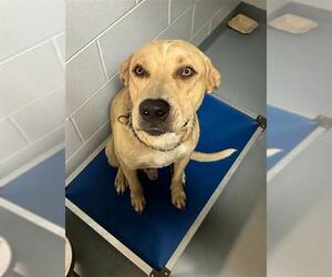 Labrador Retriever-Unknown Mix Dogs for adoption in St. Cloud, FL, USA