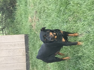 Rottweiler Dogs for adoption in Hewitt, NJ, USA