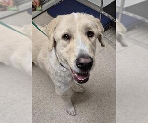 Labrador Retriever-Unknown Mix Dogs for adoption in Bakersfield, CA, USA