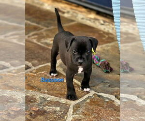 Australian Shepherd-Border Terrier Mix Dogs for adoption in Mission Viejo, CA, USA