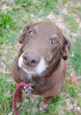 Sheprador Dogs for adoption in Huntsville, AL, USA
