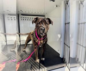 American Pit Bull Terrier Dogs for adoption in Ogden, UT, USA