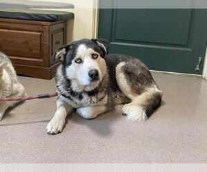 Siberian Husky-Unknown Mix Dogs for adoption in Pasadena, CA, USA