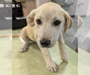 Labrador Retriever-Plott Hound Mix Dogs for adoption in Rockwall, TX, USA