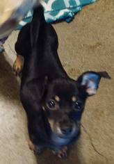 Medium Photo #1 Chiweenie Puppy For Sale in Apache Junction, AZ, USA