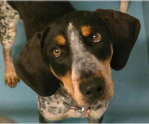 Bluetick Coonhound Dogs for adoption in Missoula, MT, USA