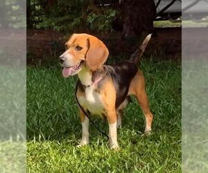 Beagle Dogs for adoption in Social Circle, GA, USA