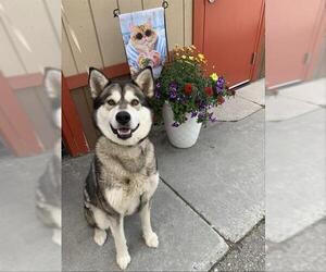 Alusky Dogs for adoption in Fairbanks, AK, USA