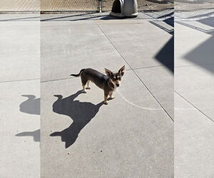 Chihuahua-Unknown Mix Dogs for adoption in Maquoketa, IA, USA