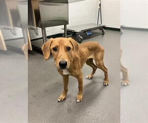 Labrador Retriever Dogs for adoption in Corpus Christi, TX, USA